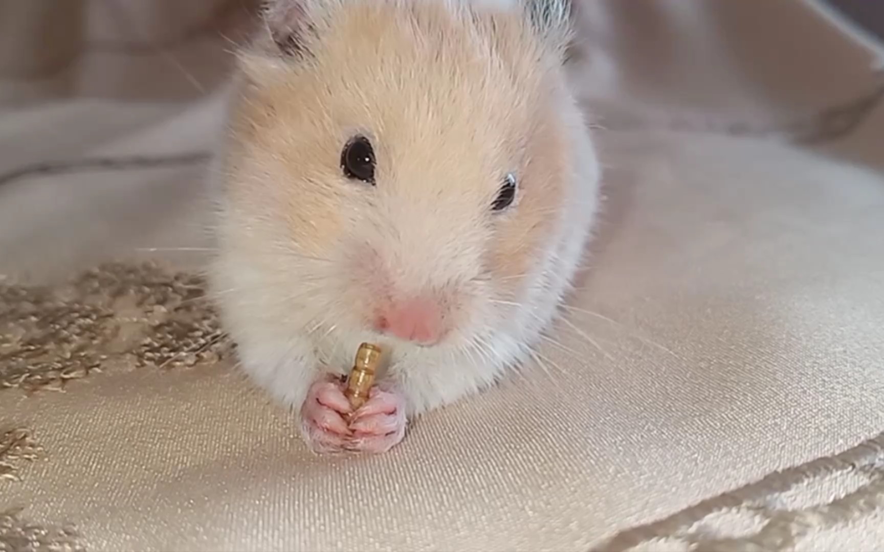 开心鼠鼠( 07612261`)