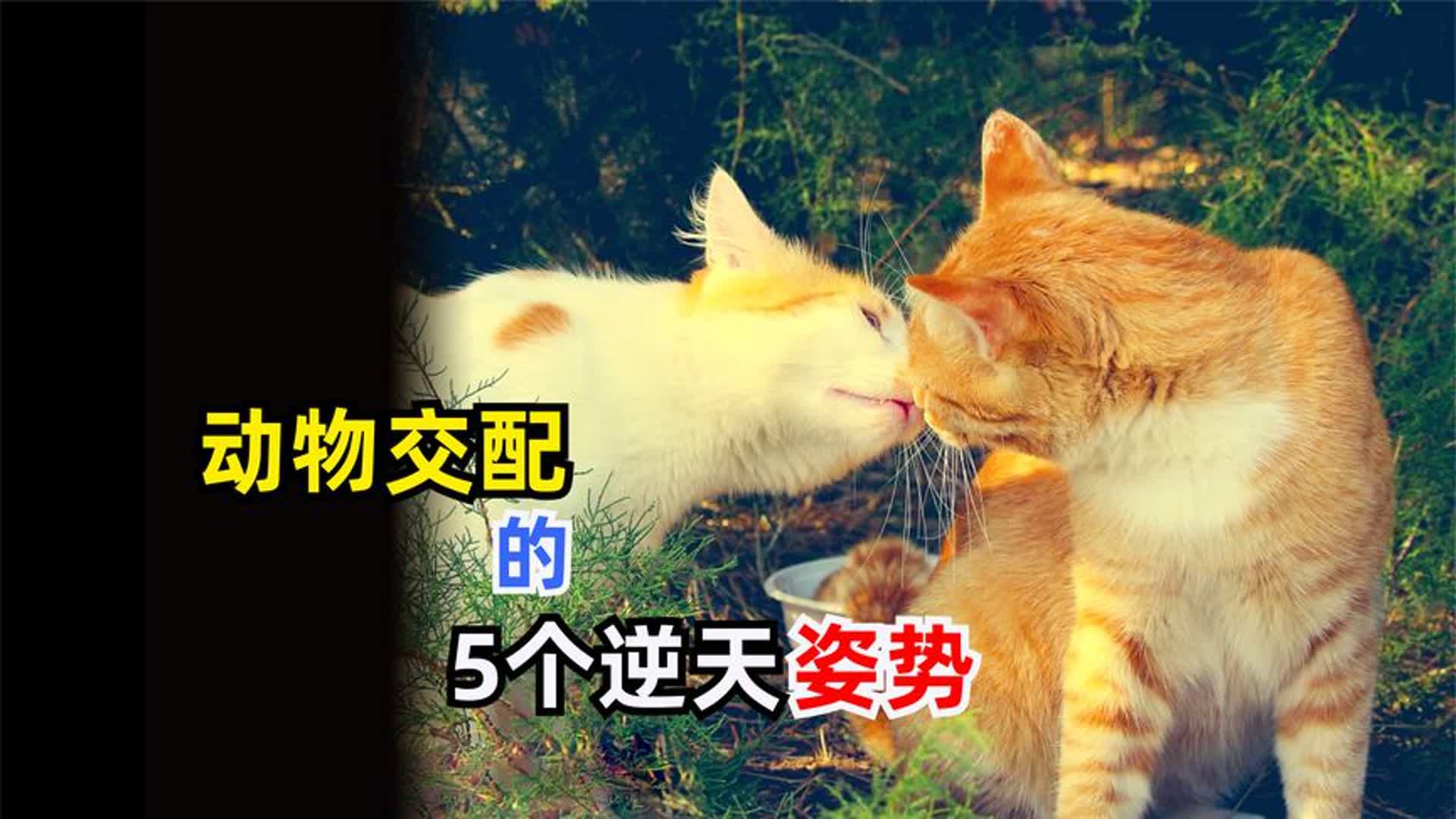 动物求偶中:你不知道的5个奇葩骚操作,第5个堪称生物界的传奇