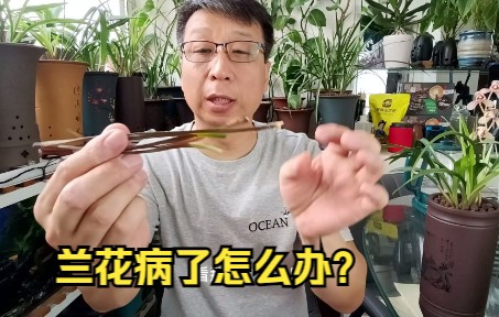 [图]教你一种简单方法，快速诊断兰花病