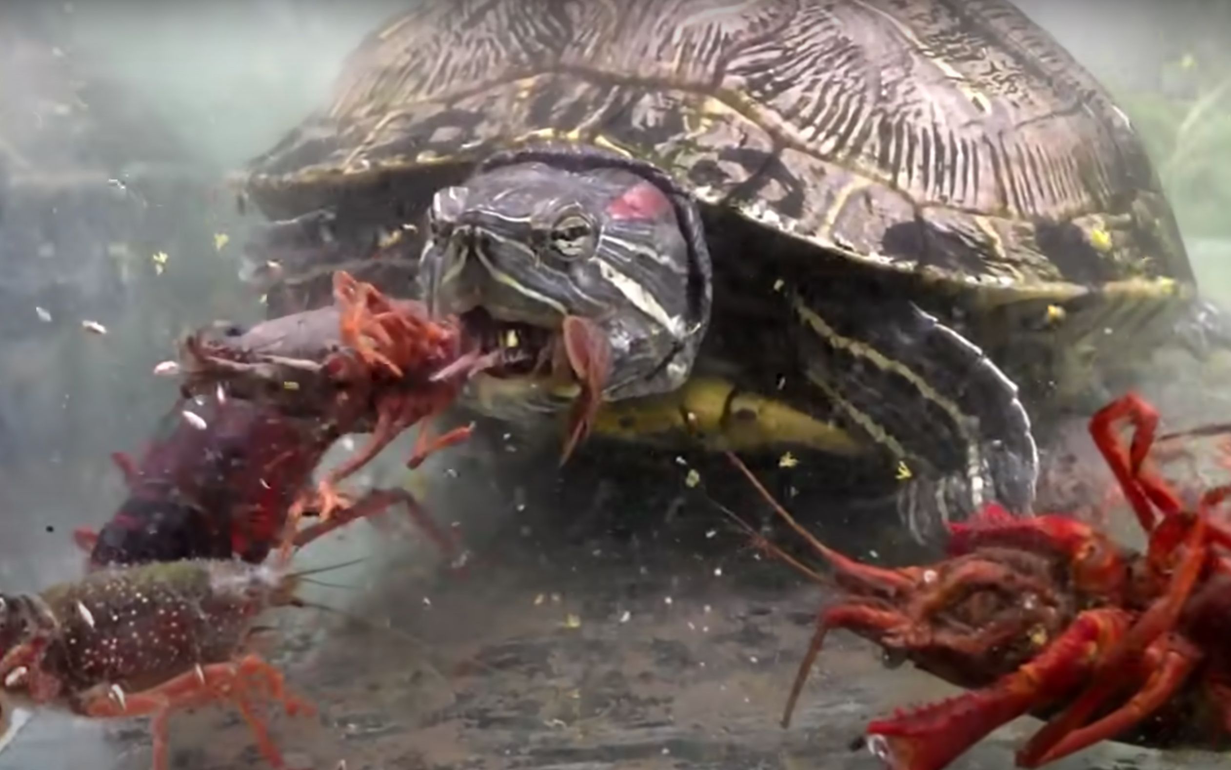 乌龟vs小龙虾!当饥饿的乌龟遇到一缸小龙虾会发生什么? 【鳄鱼频道】