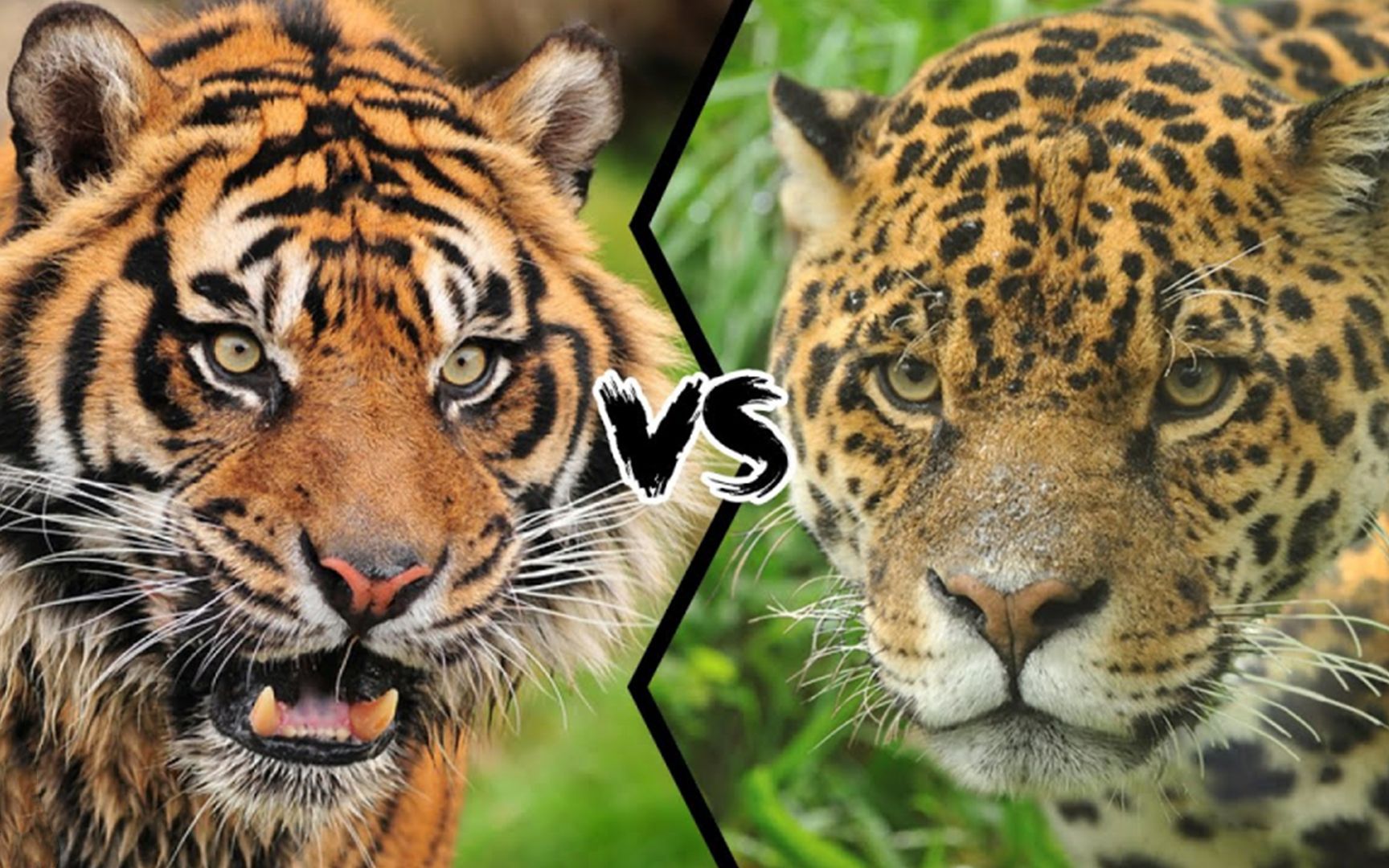 老虎和美洲豹真实打斗视频,本以为是王者,没想到竟只是青铜