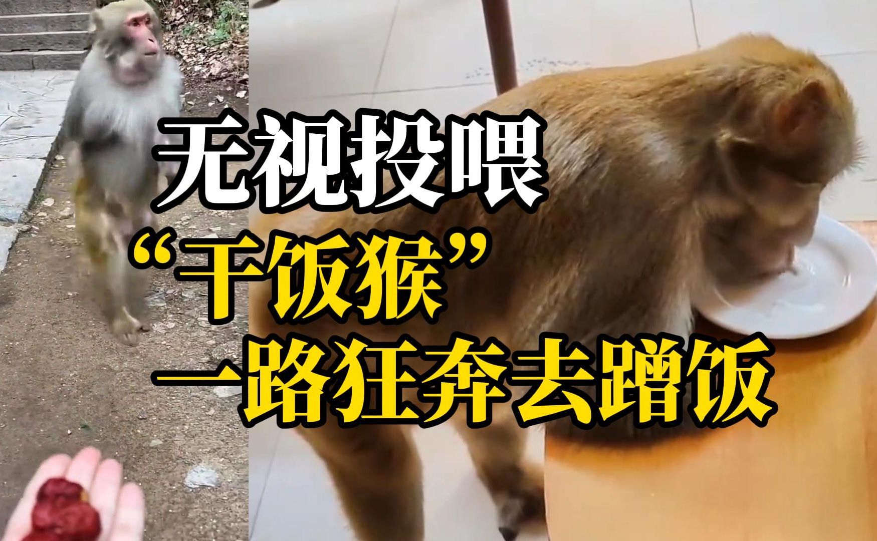 贵州网红断臂猴匆忙赶路,徒步7公里到山下阿姨家蹭饭