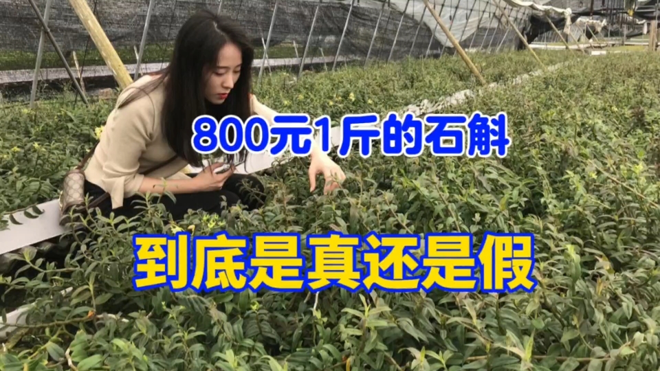 铁皮石斛种植是骗局吗?800元1斤是真的吗?看完这个视频就知道了哔哩哔哩bilibili