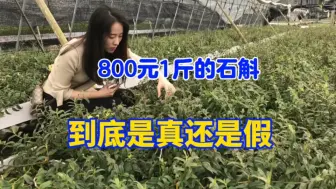 Download Video: 铁皮石斛种植是骗局吗？800元1斤是真的吗？看完这个视频就知道了