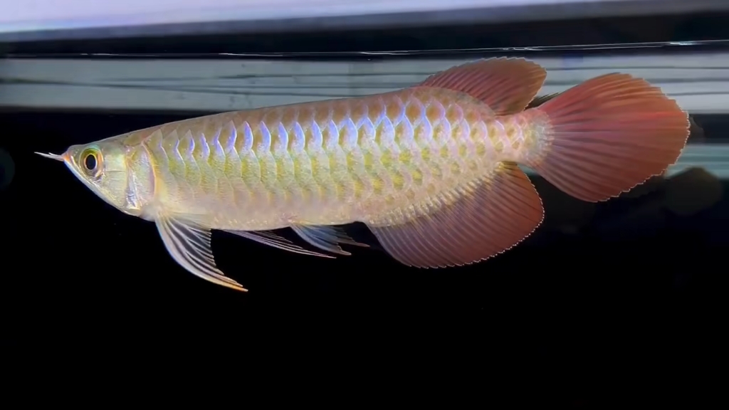 23厘米印尼红龙翘头大尾巴,不错的苗子.2688运费自理