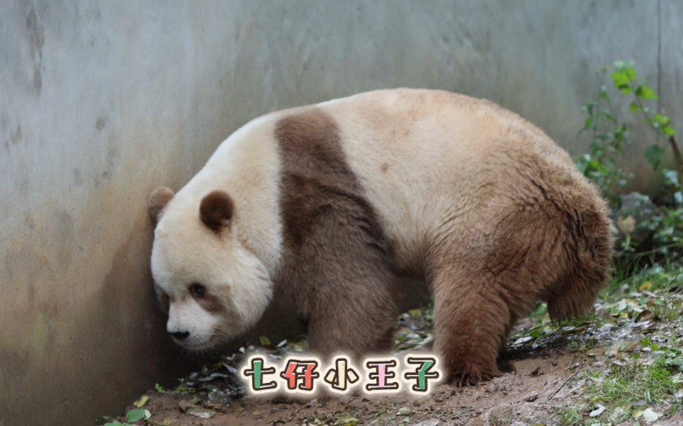 七仔:乐乐你快从树上下来,我在等你呢