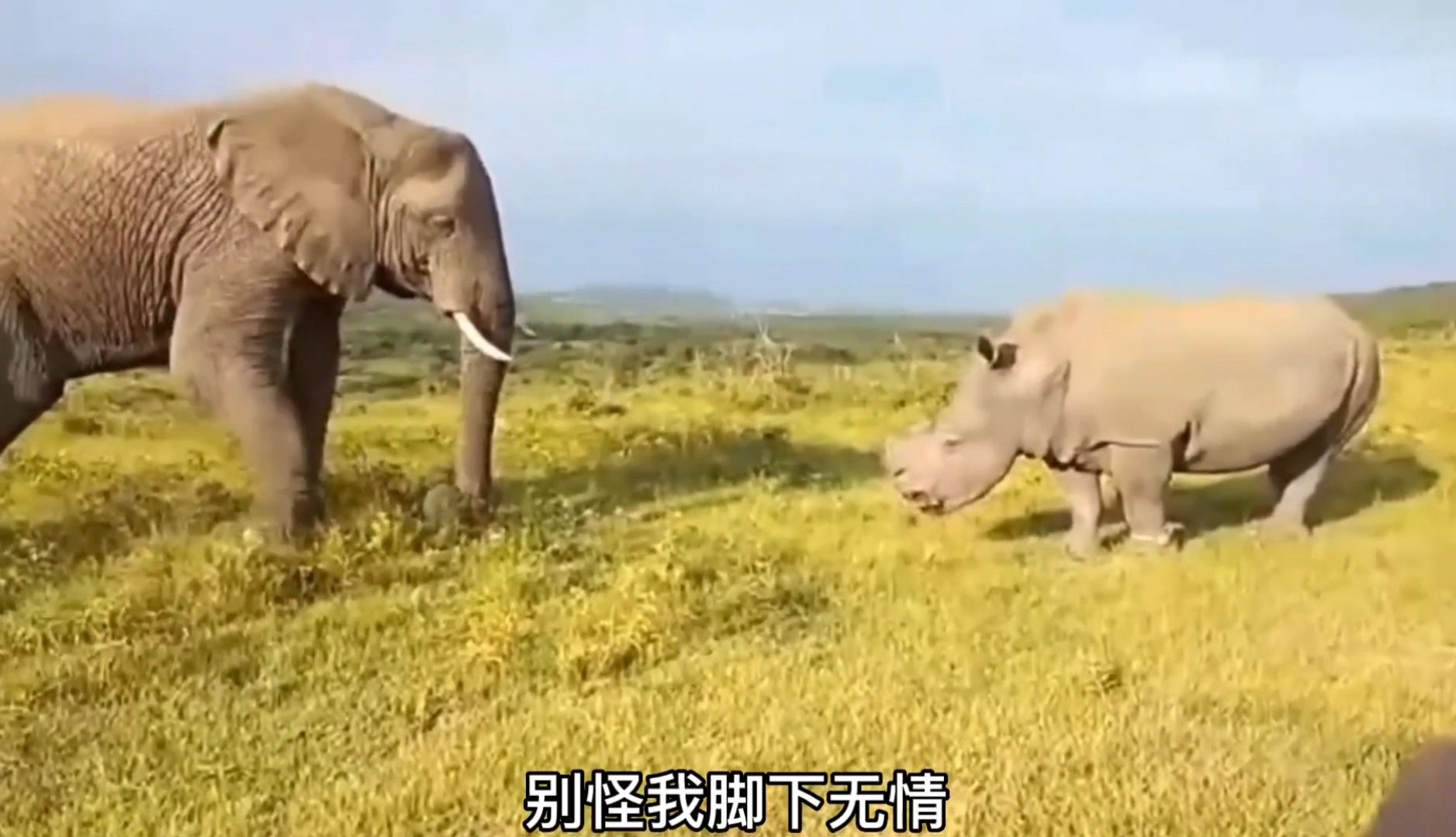 动物搞笑配音名场面,这配音真的棒