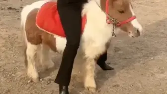 皮夹克高跟美女骑小马