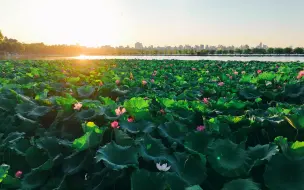 下载视频: 来西湖边感受真正的“接天莲叶⽆穷碧,映⽇荷花别样红“