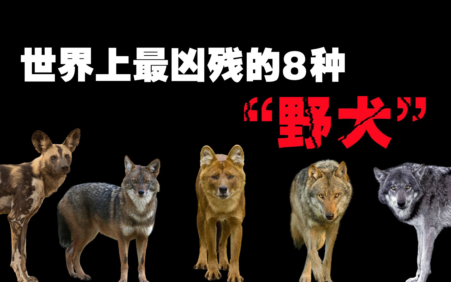 [图]世界上最凶残的8种“野犬”，狮子都不敢轻易招惹的致命野兽！