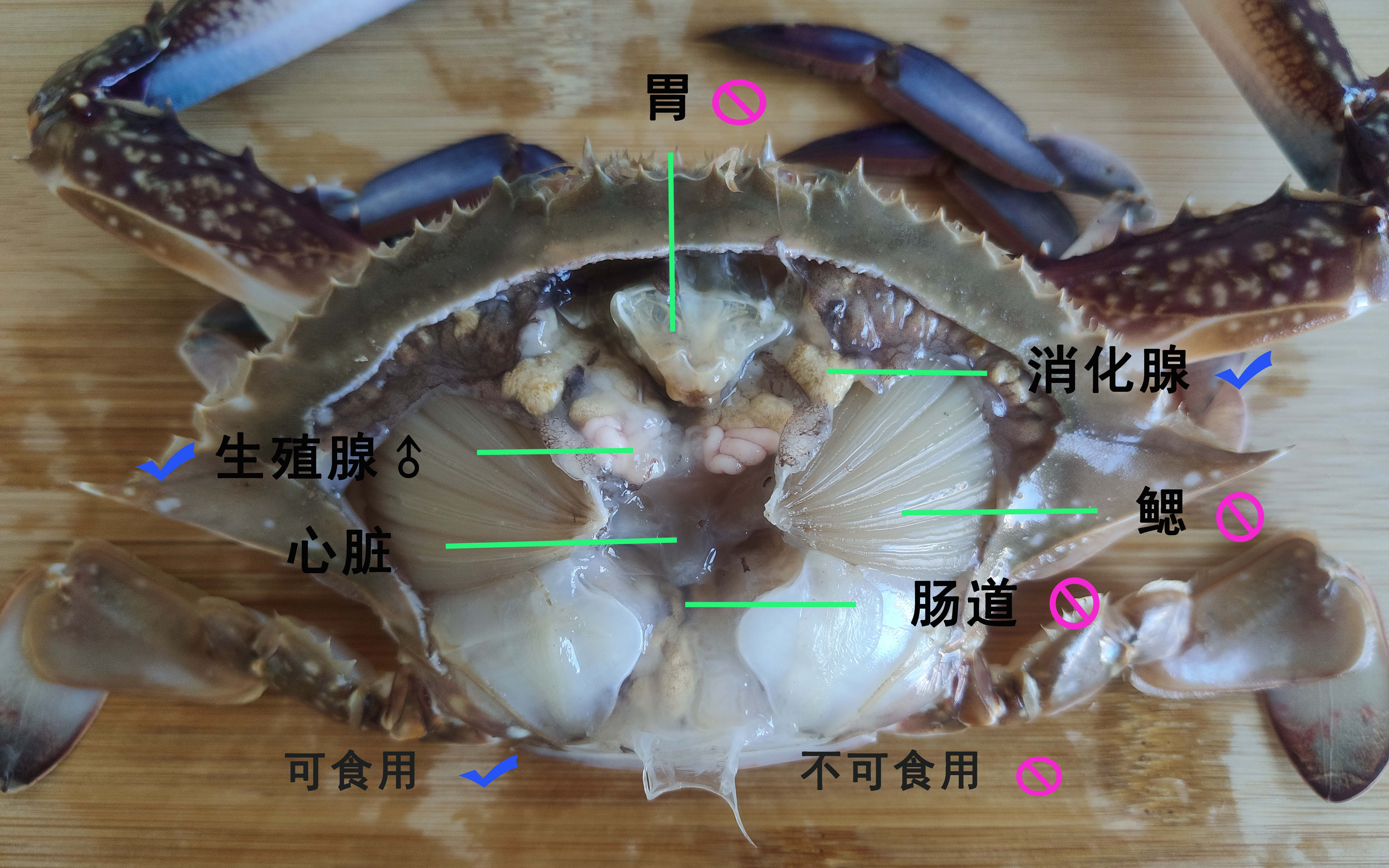 餐桌上的动物学5 梭子蟹哔哩哔哩bilibili