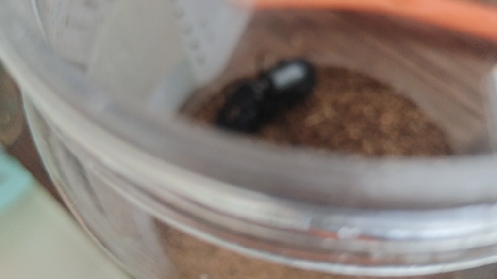 巨蝼步甲配对了