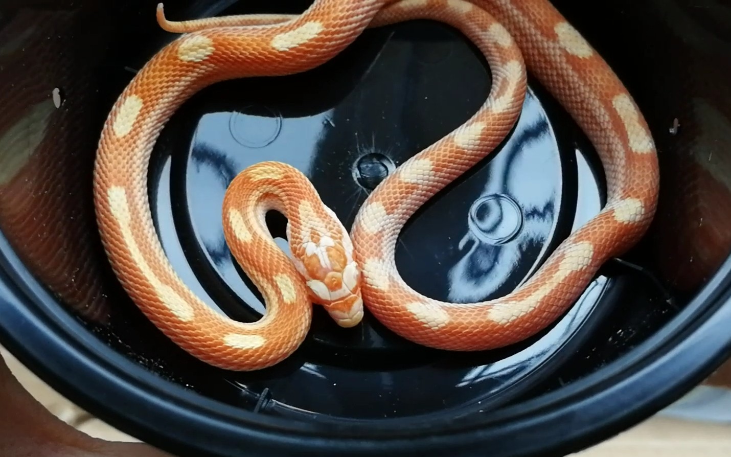 玉米蛇开箱三条超级可爱的玉米蛇07▽067900