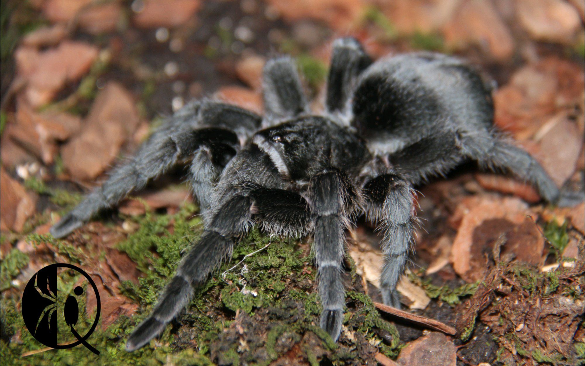 【祁one】捕鸟蛛品种科普系列—巴西黑丝绒