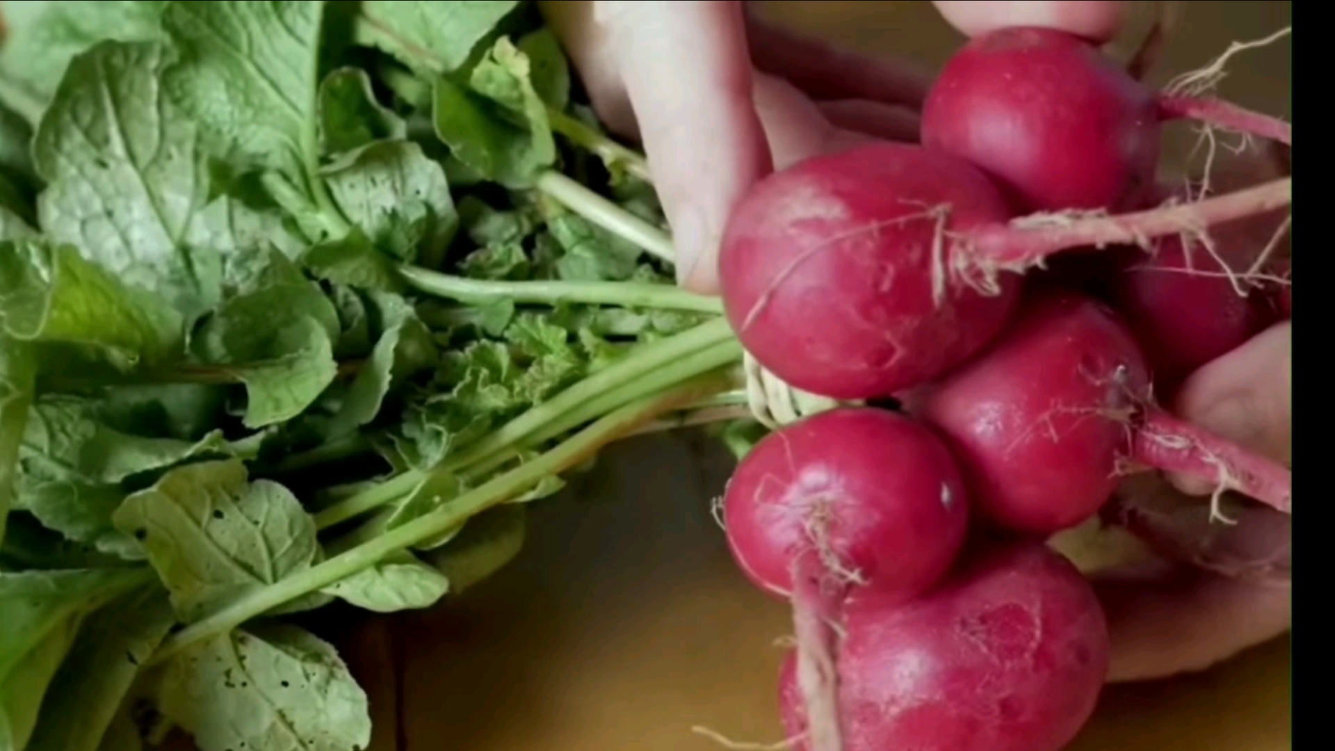 10种适合短日照的耐阴蔬菜香草,六个小tips,助你更好的照料耐阴植物