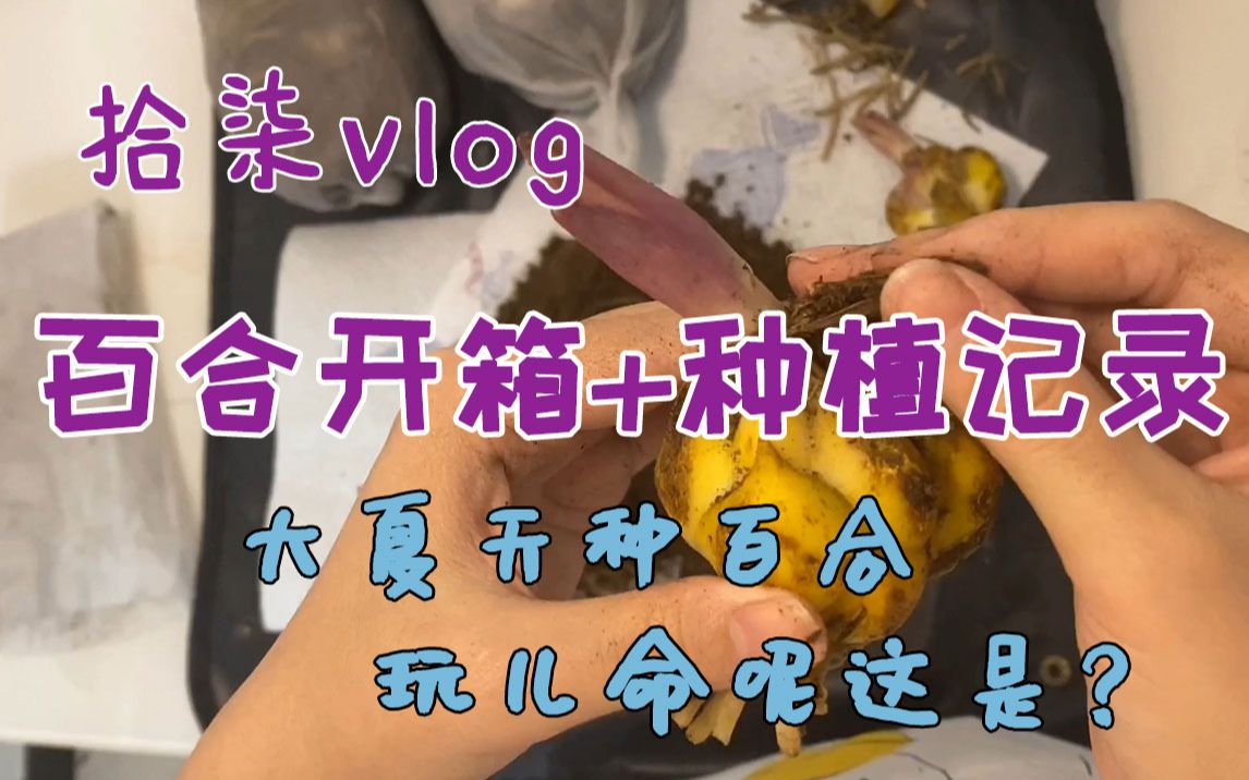 拾柒Vlog|团购百合种球(LA&OT百合)开箱种植记录——新手种植夏百合高难度起步哔哩哔哩bilibili