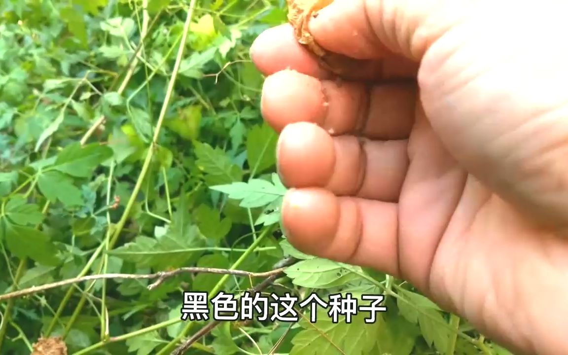 “倒地铃”即是草药,又可以当观赏植物来种植,结的果实还很特别哔哩哔哩bilibili