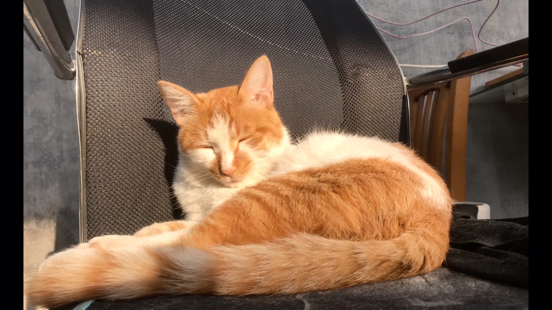 可爱橘猫的午后时光day 1