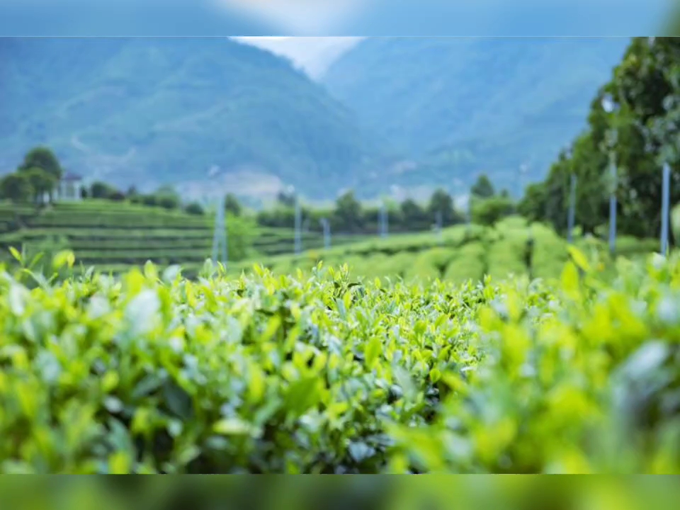 昆明新茶嫩茶vx(约茶搜索asss.cc)