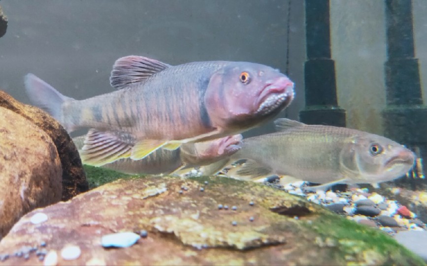 第一次上传我的马口缸,给点建议