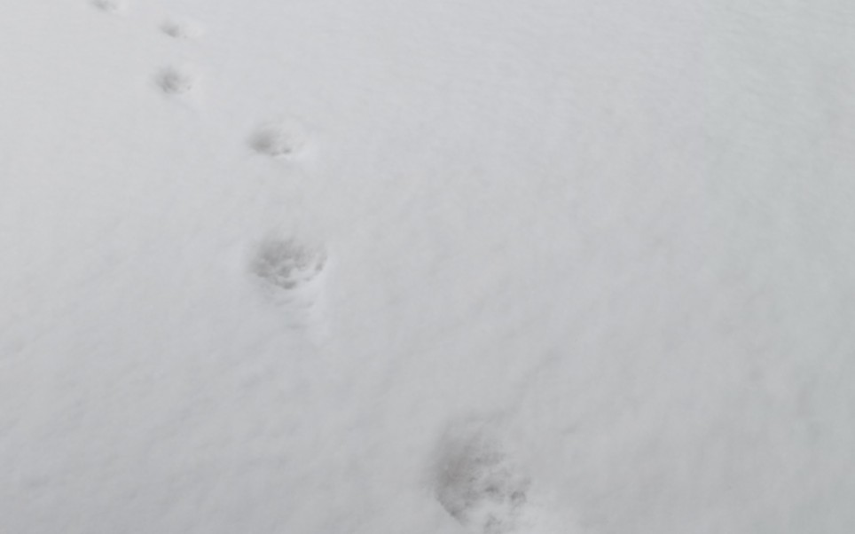 [图]雪天，小脚印