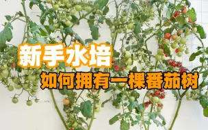 Download Video: 新手水培番茄🍅如何拥有一棵番茄树-上