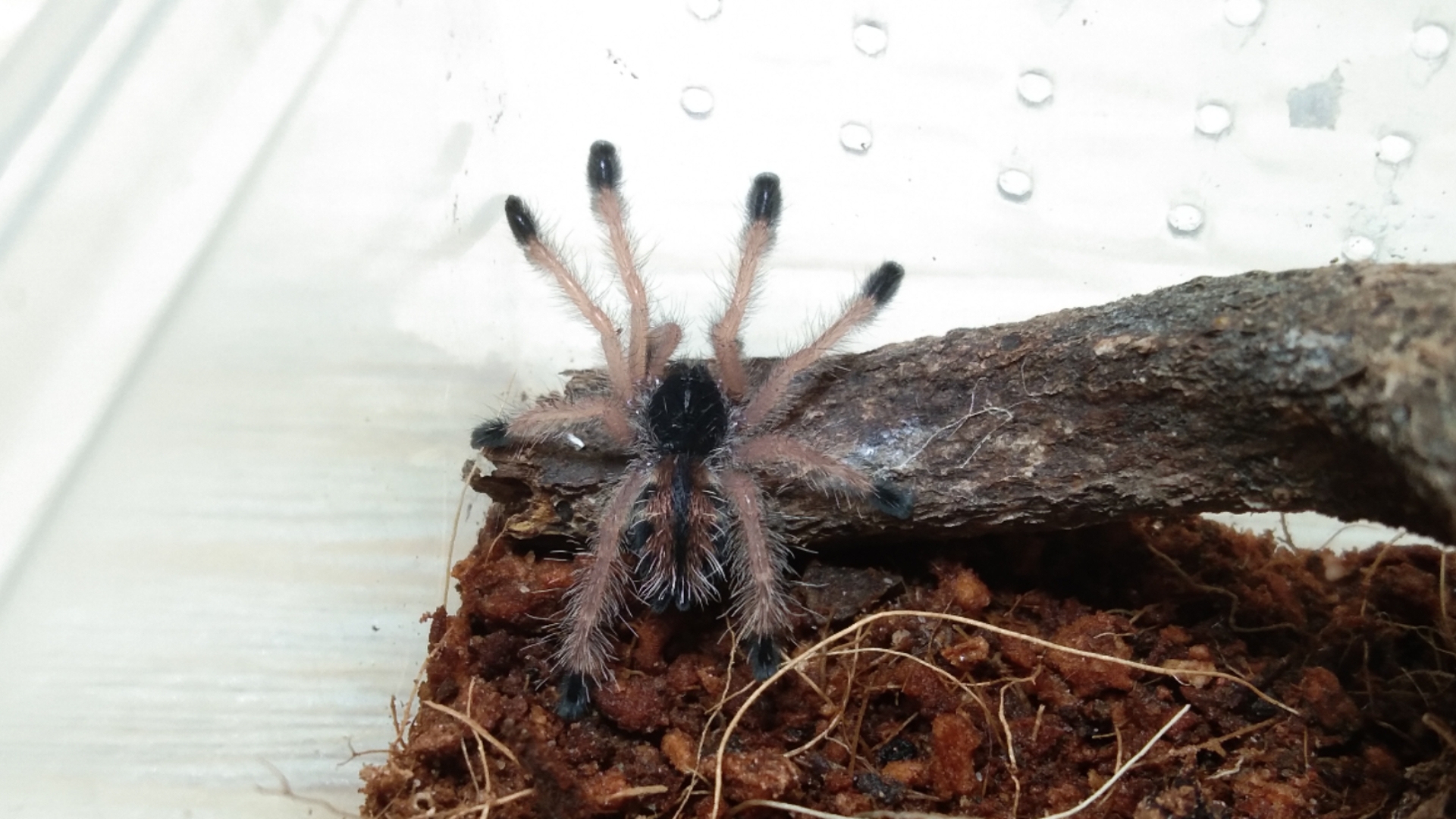 朋友的哥伦比亚紫粉趾寄养在我这