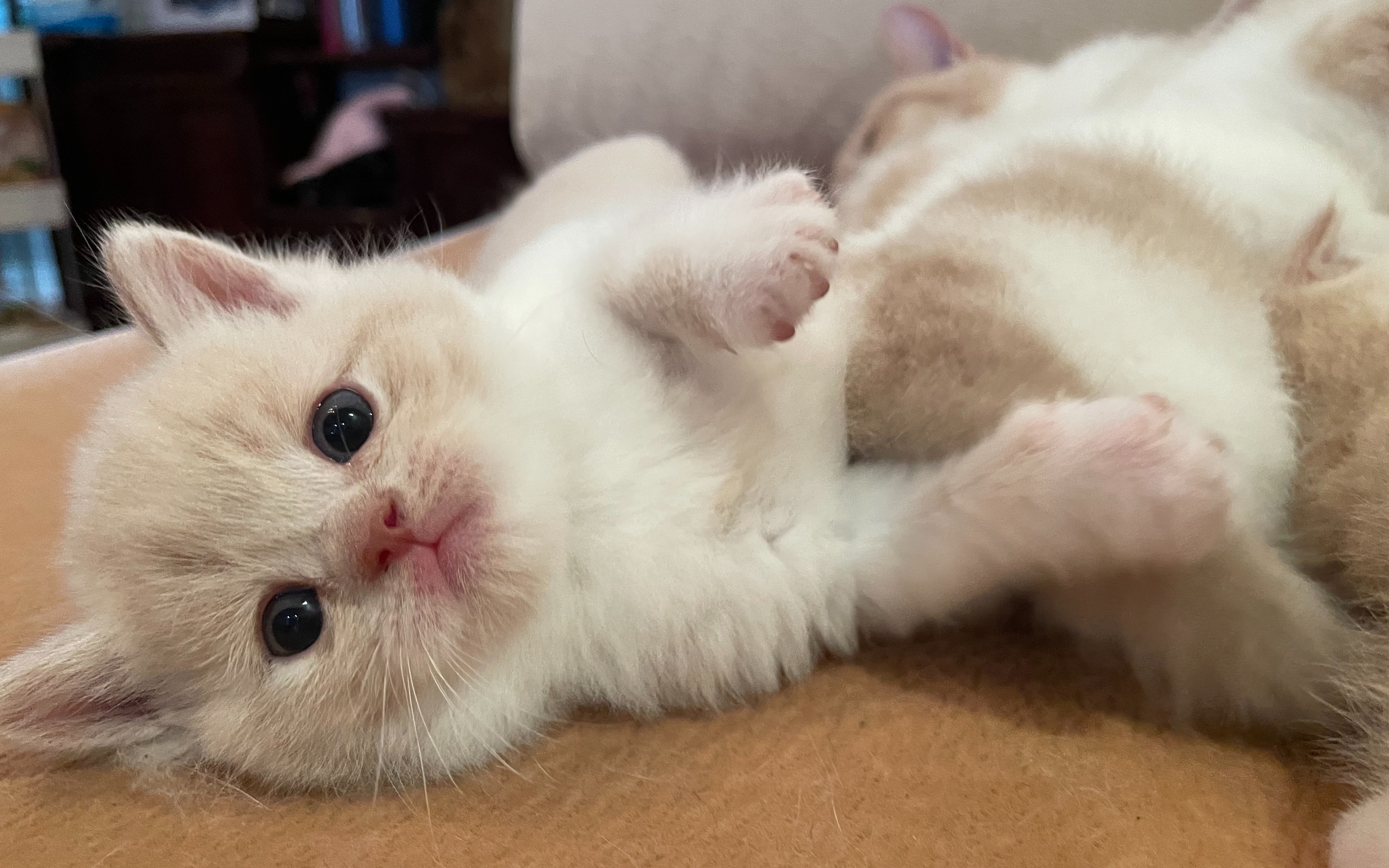 【猫咪vlog】乳白幼崽 可爱加倍 = =