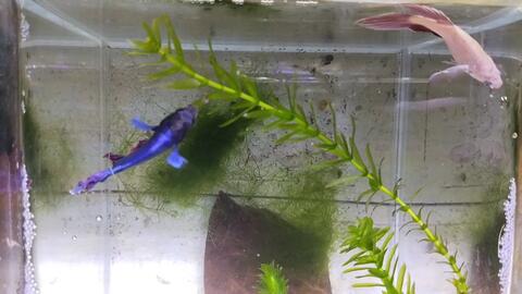 求助 斗鱼 公鱼追母鱼跑是不是意味着他俩没看对眼 哔哩哔哩