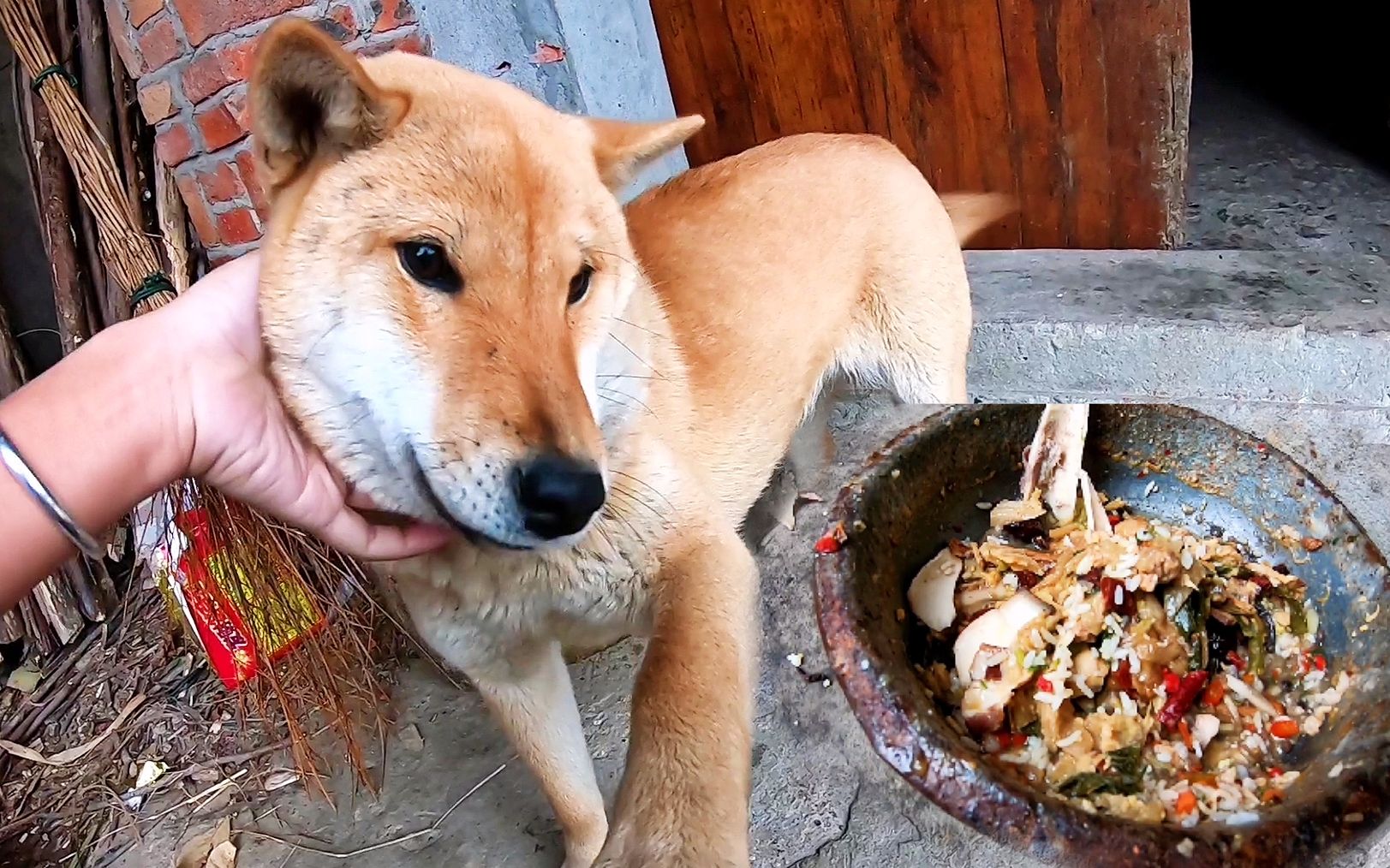 中华田园犬这是一只爱吃辣的狗子性格却如此温柔还跟我握握手