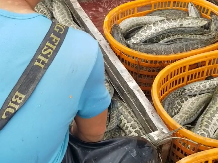 锦鲤苗 深圳松岗鱼苗场 中山大涌鱼苗场 钦州浦北鱼苗场 惠州柑田