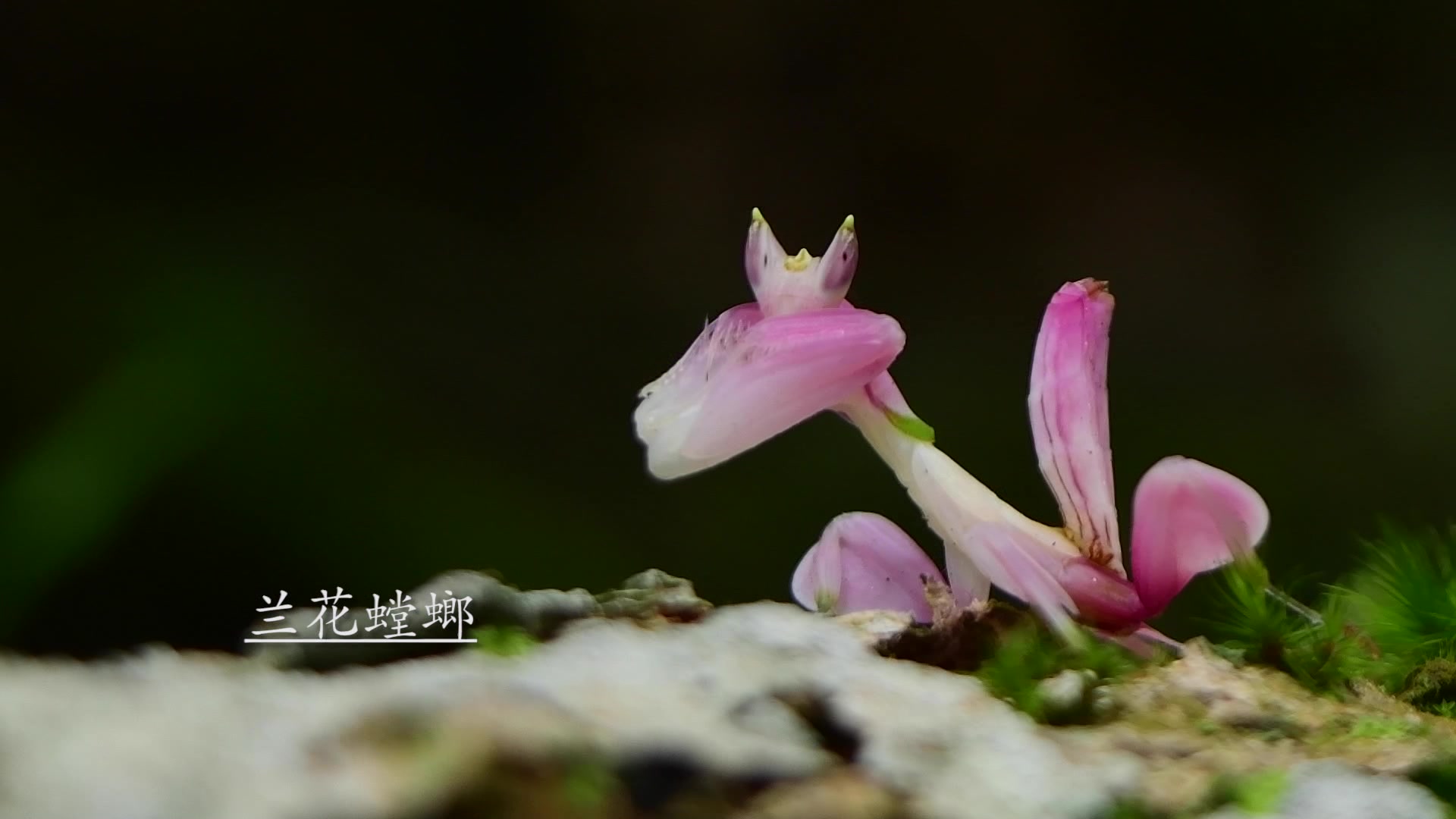 拟态昆虫哔哩哔哩bilibili