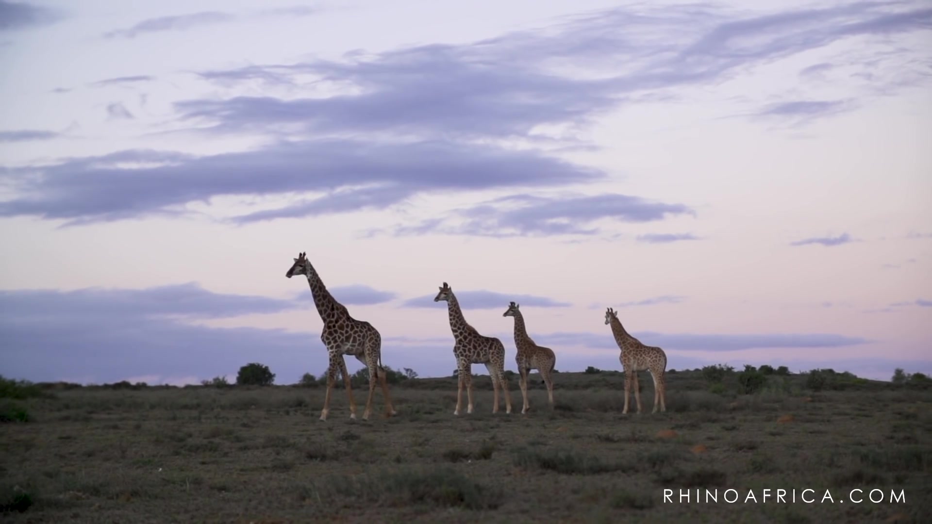 [图]【非洲长颈鹿】journey of giraffes