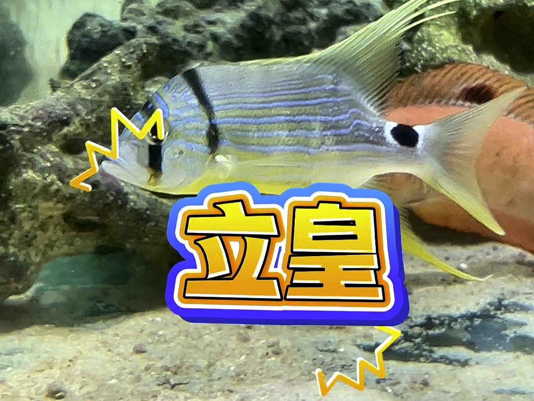 这种海洋生物真的很飘逸!哔哩哔哩bilibili