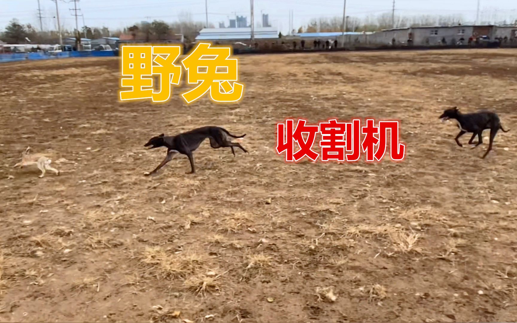 实拍农村猎犬“狗撵兔”,被称为野兔终结者,这捕猎能力太猛了!哔哩哔哩bilibili