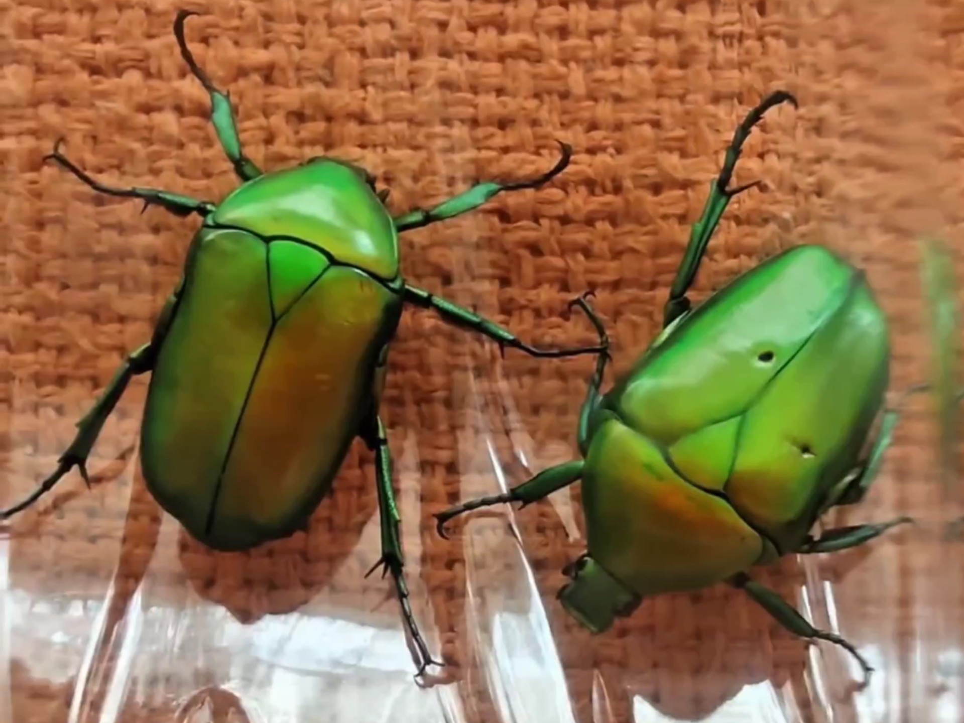 透明塑料瓶子里装着的两只绿奇花金龟