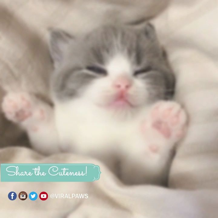 [图]【进来吸猫！】Little Kitten's Bedtime