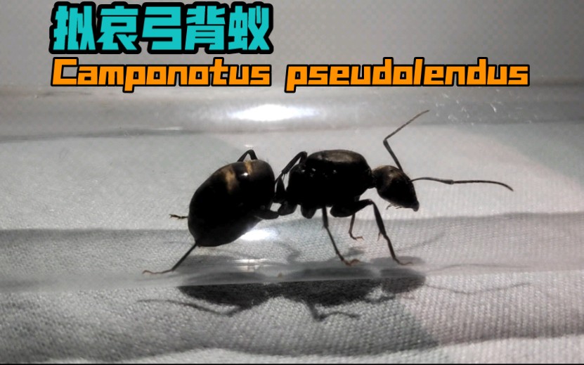拟哀弓背蚁camponotus pseudolendus