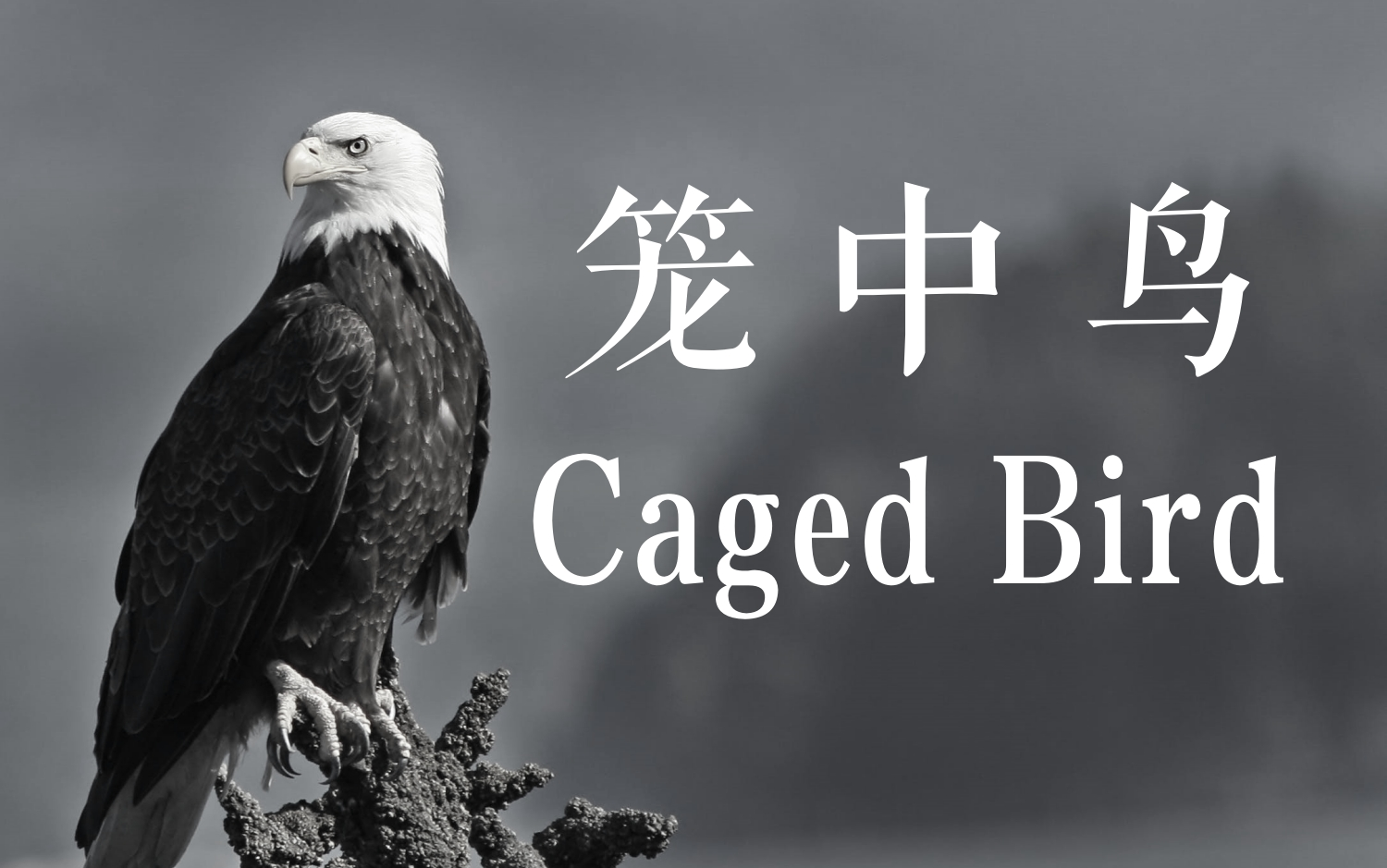 英音朗诵 | 笼中鸟(Caged Bird)哔哩哔哩bilibili