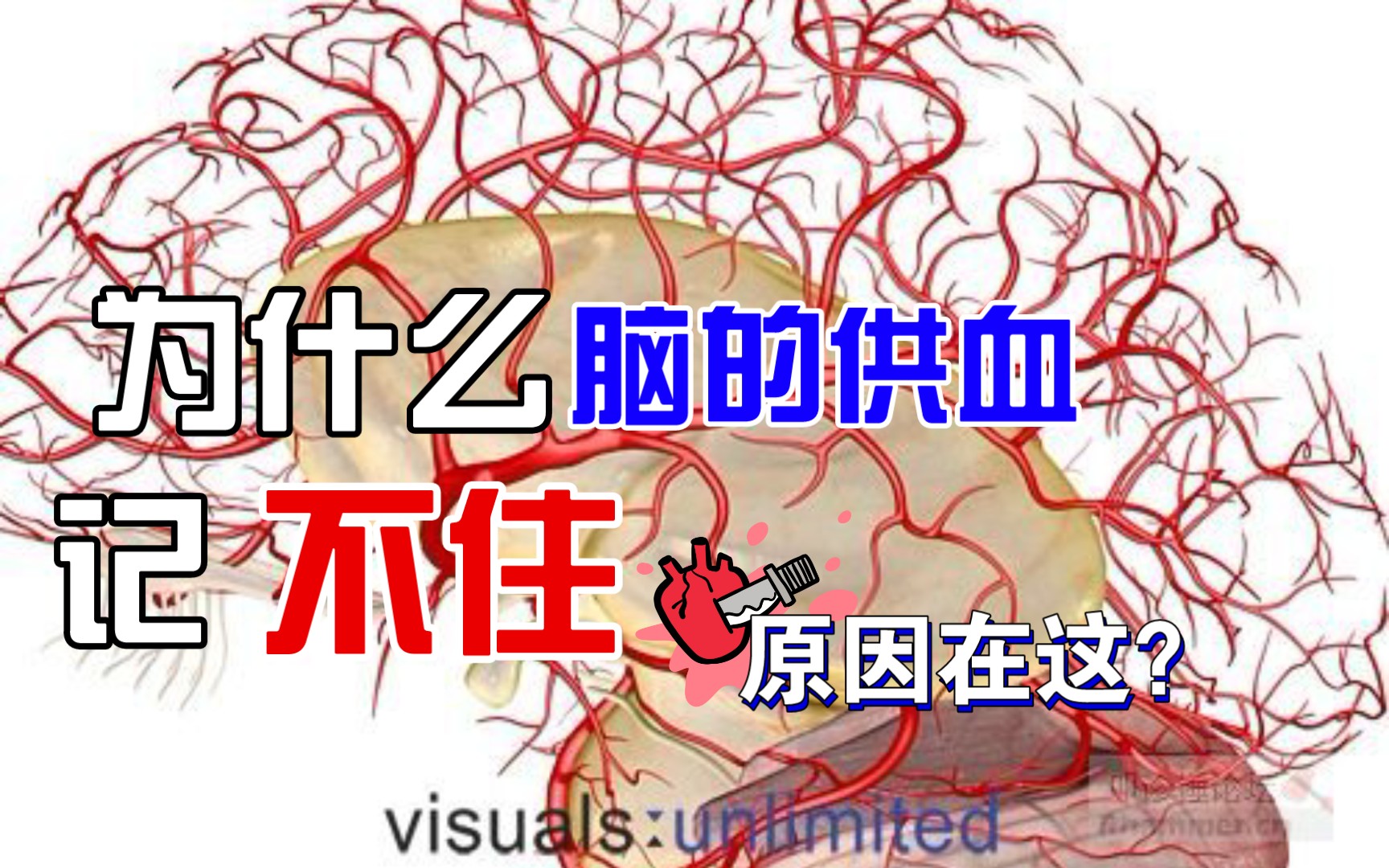 【颅脑解剖】大脑的血液供应及血管|中英文|模型展示脑血管的分布哔哩哔哩bilibili