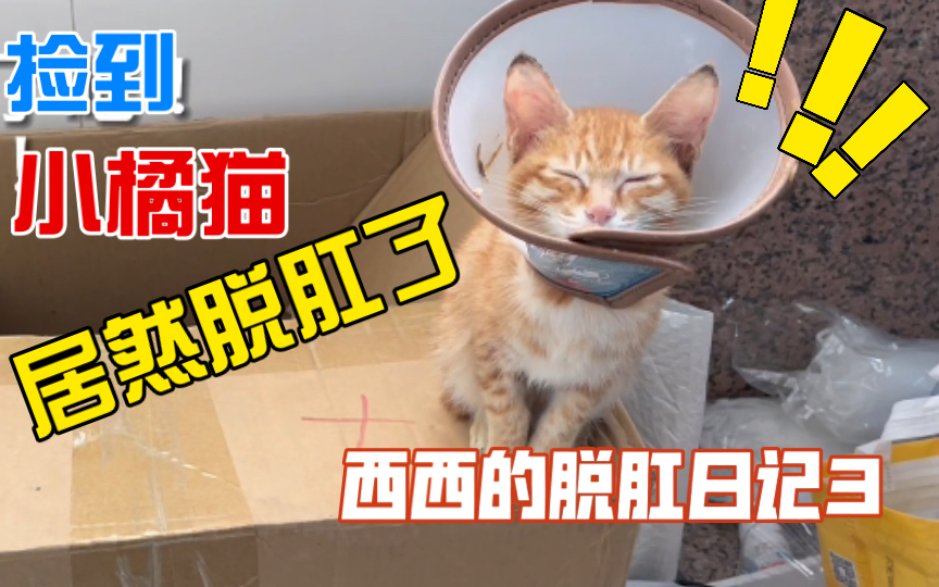 西西的脱肛日记3——小奶橘猫到底有多可爱?我可以每天狂吸一百遍!!!!!哔哩哔哩bilibili