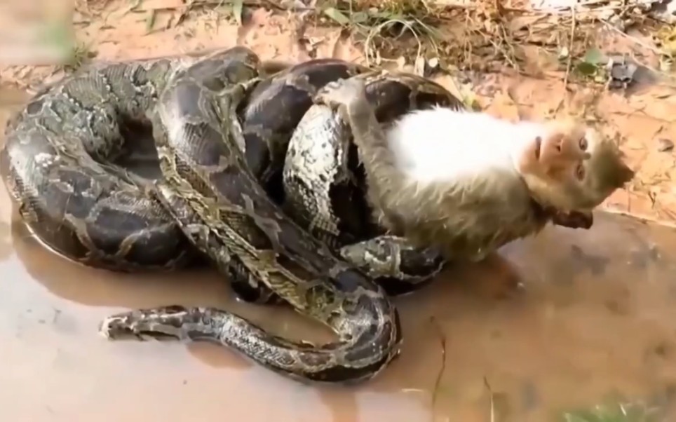 [图]巨蟒惊魂，猴群勇救同伴