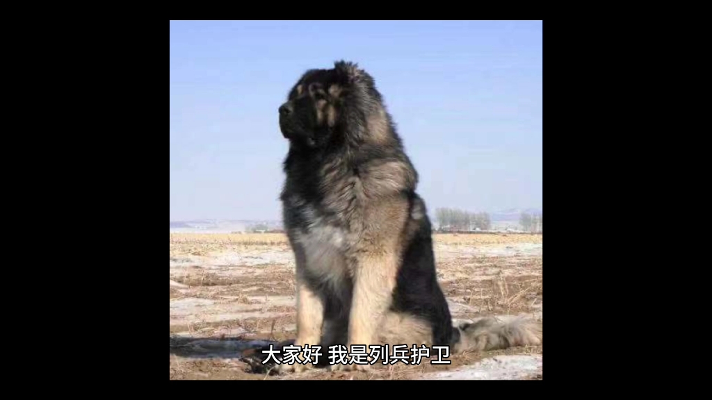 许多好奇心的朋友想了解巨型高加索犬图片和高加索犬图片价格 网友:真是大饱眼福了哔哩哔哩bilibili