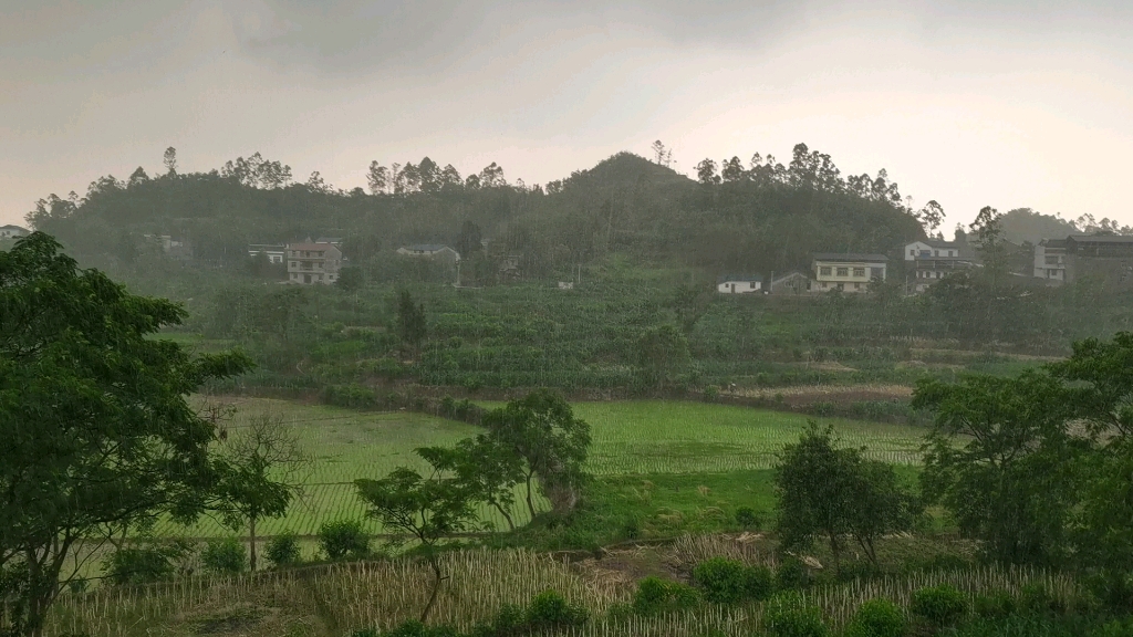 [图]听雨 雨歇梧桐泪乍收，遣怀翻自忆从头。摘花销恨旧风流。