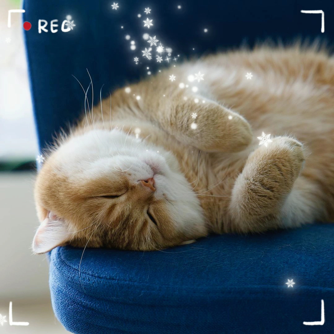 睡梦中的喵星人