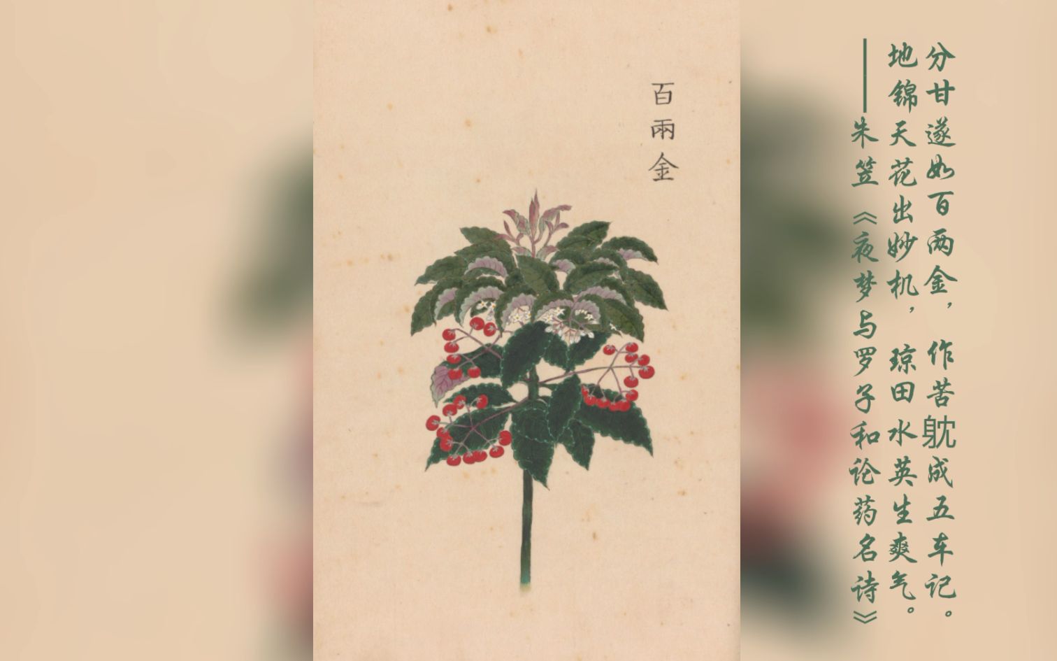 [图]发现古籍之美·《庶物类纂图翼》：古籍、诗文中的药草植物之美.04-2