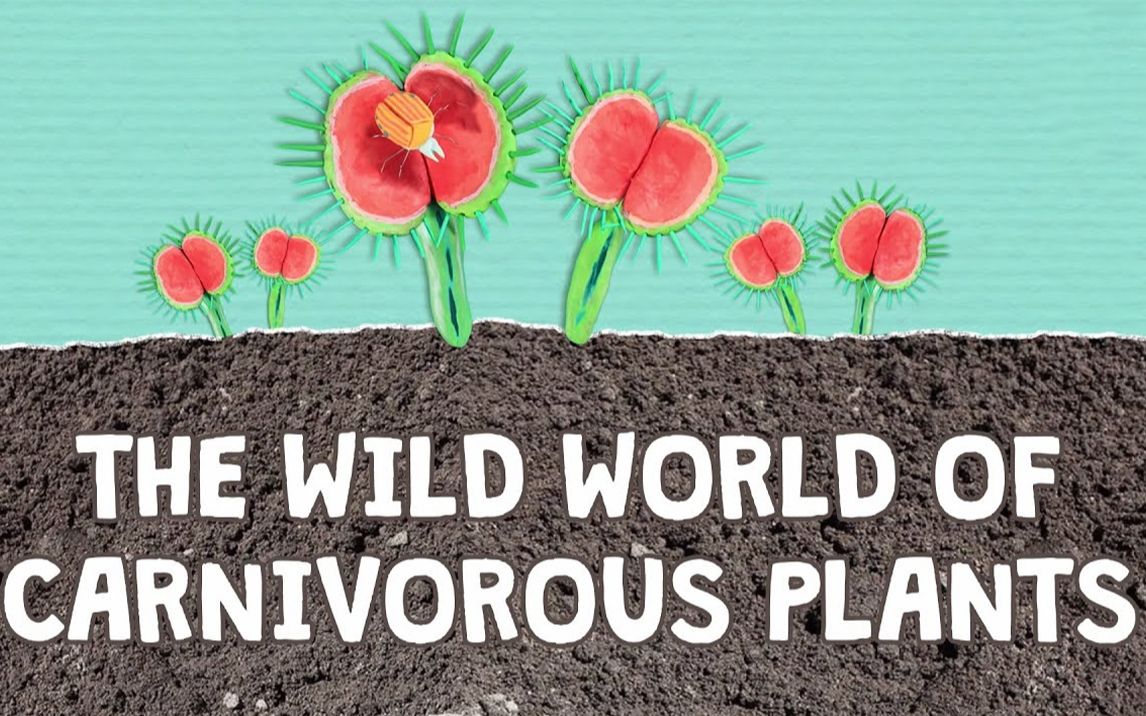 [图]【TED-Ed-双语字幕】食肉植物的野性世界 | The wild world of carnivorous plants