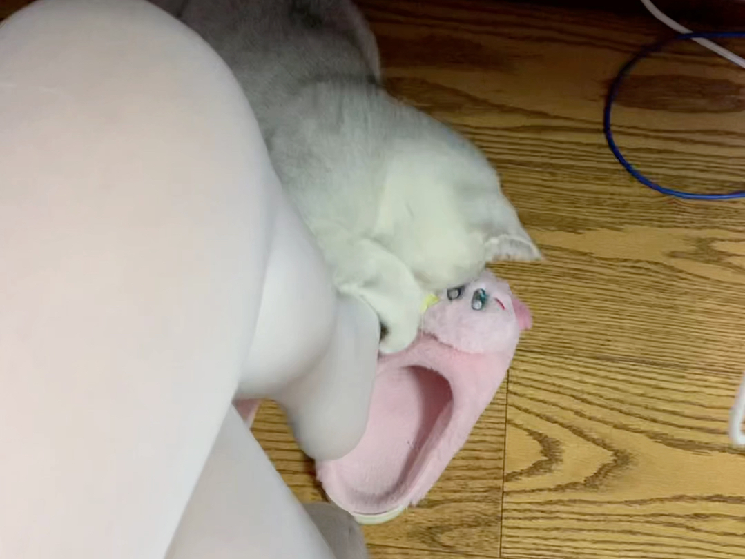 小猫tv栏目之 想尽办法吃猫爪袜