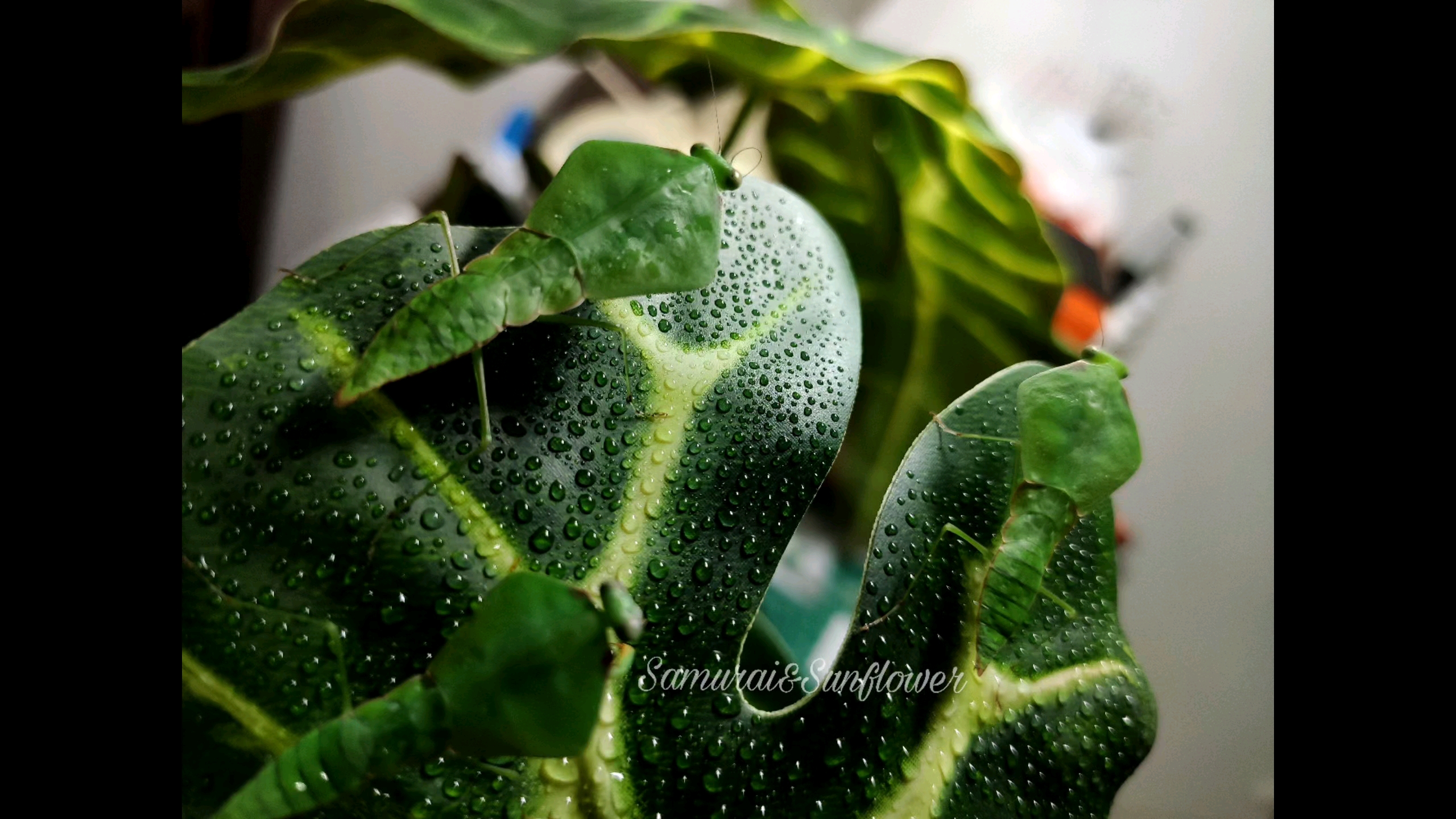 南美菱叶背螳choeradodis rhomboidea 5-6龄若虫[饲养记录]