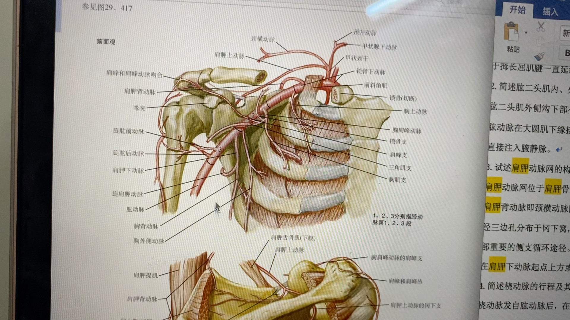 肩胛动脉网的构成和临床意义